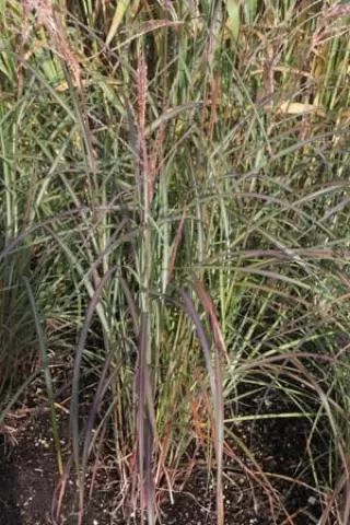 Miscanthus sinensis 'Purple Fall'