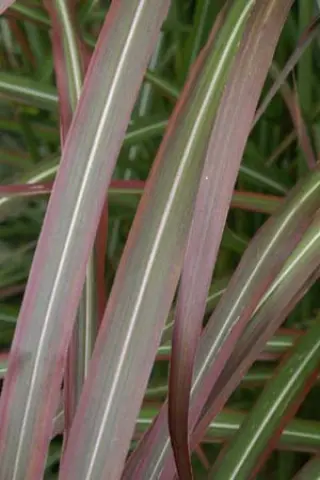 Miscanthus sinensis 'Rotsilber'