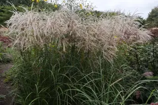 Miscanthus sinensis 'Samurai'