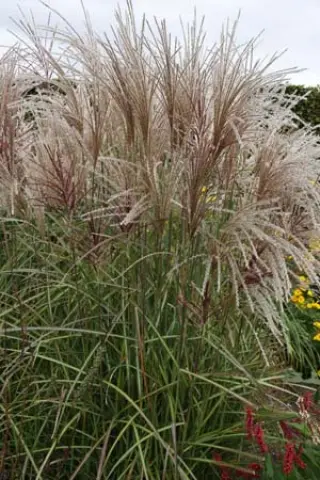 Miscanthus sinensis 'Versammlung'