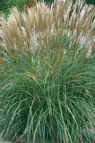 Miscanthus sinensis 'Yakushima Dwarf'