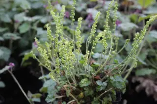 Mitella breweri
