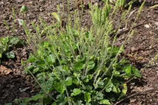 Mitella ovalis