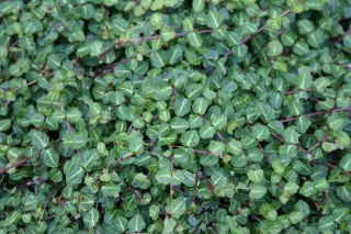 Mitchella repens