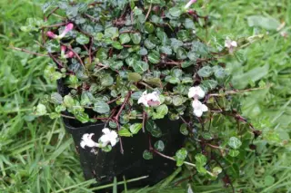 Mitchella repens