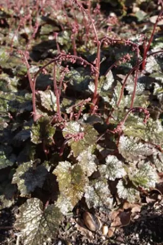 Mitella stylosa makinoi