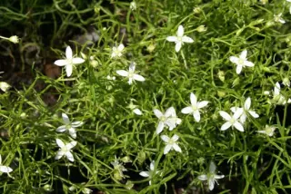 Moehringia muscosa