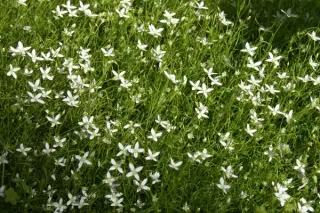 Moehringia muscosa