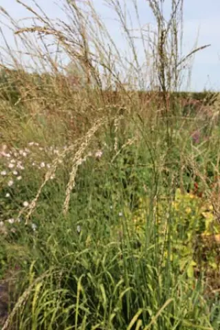 Molinia caerulea ssp. arundinacea 'Cordoba'