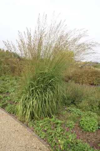 Molinia caerulea ssp. arundinacea 'Windspiel'