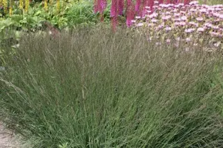 Molinia caerulea ssp. caerulea 'Dauerstrahl'