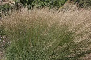 Molinia caerulea ssp. caerulea 'Dauerstrahl'