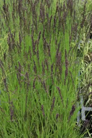 Molinia caerulea ssp. caerulea 'Heidezwerg'