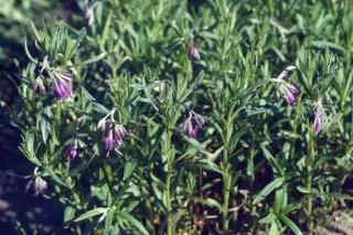 Moltkia doerfleri