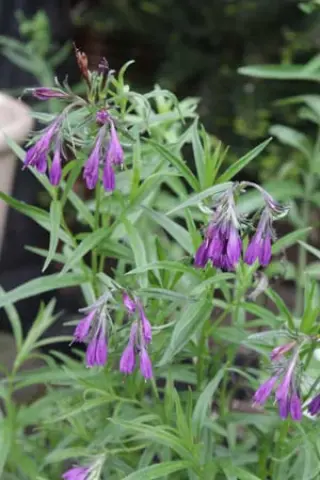 Moltkia doerfleri