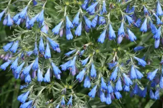 Moltkia x intermedia