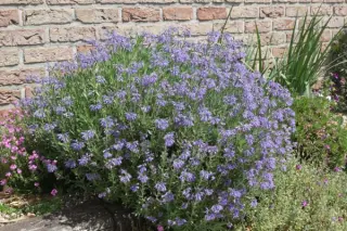 Moltkia x intermedia