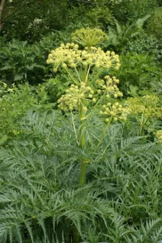 Molopospermum peloponnesiacum