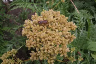 Molopospermum peloponnesiacum