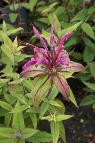 Monarda bartletti