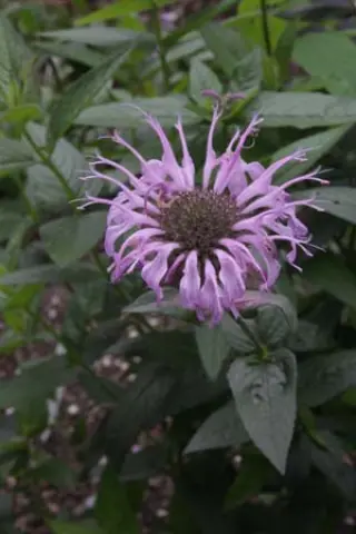 Monarda bradburiana 'Grey Summit Strain'