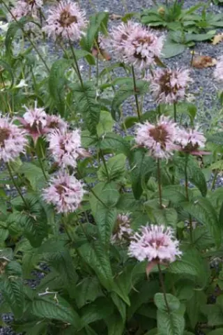 Monarda bradburiana 'Ozark' (Hermannshof)