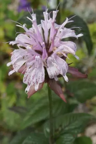 Monarda bradburiana (Prairie Moon)
