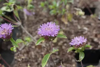Monardella breweri lanceolata