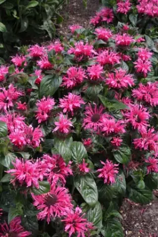 Monarda 'Cranberry Lace'