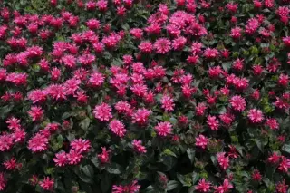 Monarda 'Cranberry Lace'