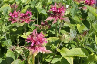 Monarda 'Dancing Bird'