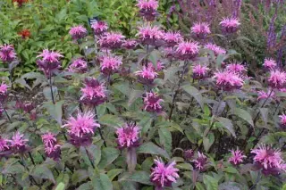 Monarda didyma 'Superior'