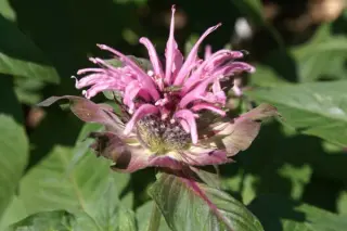 Monarda didyma 'Superior'