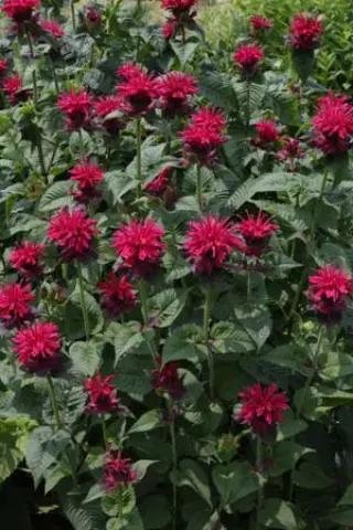 Monarda 'Fireball'