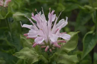 Monarda 'Fishes'