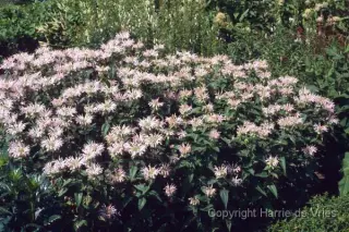 Monarda 'Fishes'