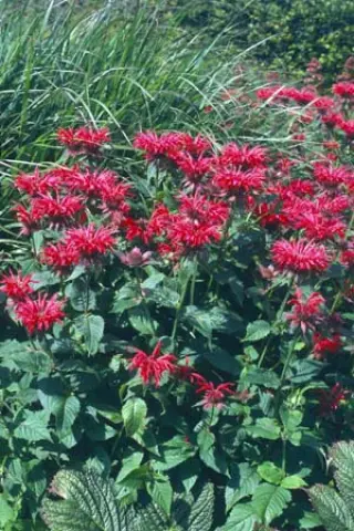 Monarda 'Gardenview Scarlet'