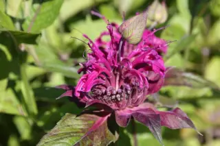 Monarda hybride Paars (selectie H. O.)