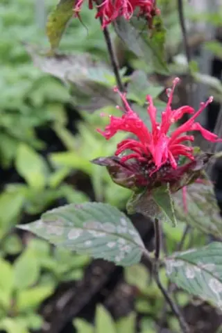 Monarda hybride Laag Rood (selectie H. O.)
