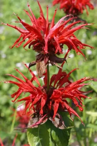 Monarda 'Jacob Cline'