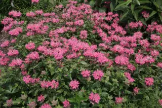 Monarda 'Marshall's Delight'