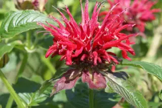Monarda 'Mrs. Perry'