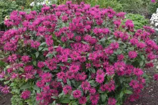 Monarda 'On Parade'