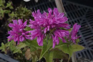 Monarda 'Petite Delight'