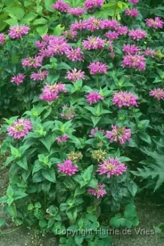 Monarda 'Petite Delight'