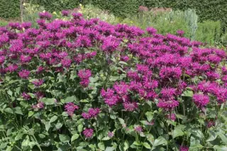 Monarda 'Saxon Purple'