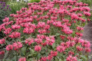 Monarda 'Shelley'