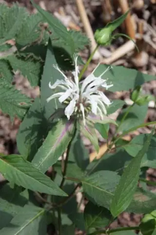 Monarda sp. 'Oconee River Gorge'