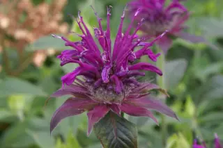 Monarda 'Violetta'