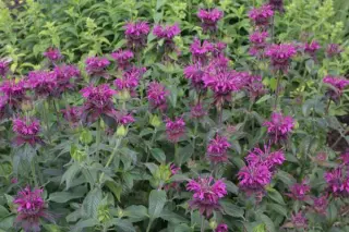 Monarda 'Violetta'
